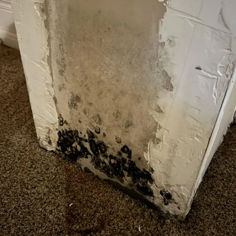 Professional Mold Removal in Yell County, AR